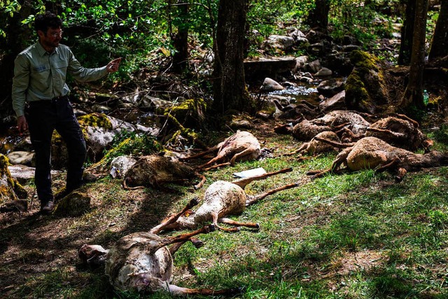 Insgesamt 43 Tiere starben bei der mutmalichen Wolfattacke in Bad Wildbad.  | Foto: dpa