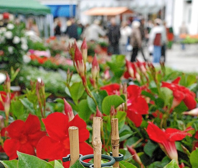 Farbenfroh soll es zum Geranienmarkt a...em Oberrheinplatz Rheinfelden werden.   | Foto: Maja Tolsdorf