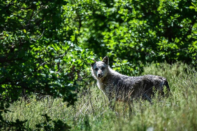 Ein Wolf in einem Schutzgebiet in Grie...ht das Raubtier vielen Menschen Angst.  | Foto: AFP