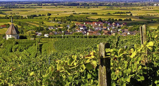 Was die Reben im Markgrflerland hergeben, kann am Wochenende probiert werden.   | Foto: mps