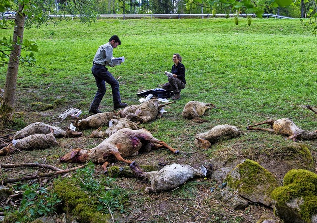 Ausgerechnet am Tag des Wolfs am 30. A...8222;Massaker von Bad Wildbad&#8220;.   | Foto:  dpa