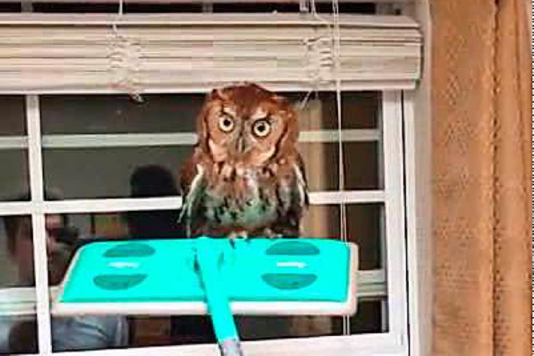 &#8222;Don&#8217;t gimme that look&#82...esten Youtube-Tiervideos aller Zeiten.  | Foto: Youtube