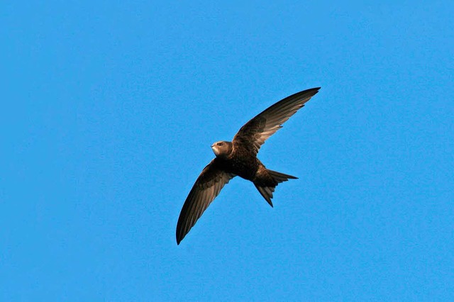 Mauersegler knnen bis zu zehn Monate ohne Bodenkontakt auskommen  | Foto: Nabu