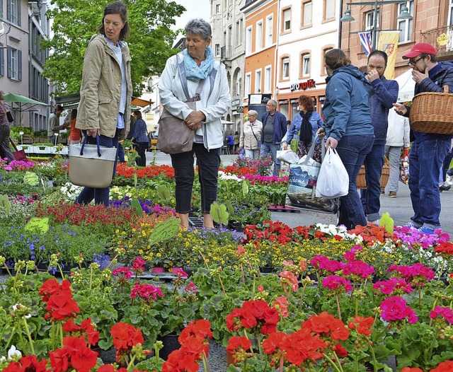 Auf dem Blumenmarkt: Geranien sind imm...ultra frdie Bepflanzung im Frhjahr.   | Foto: Baraba Ruda