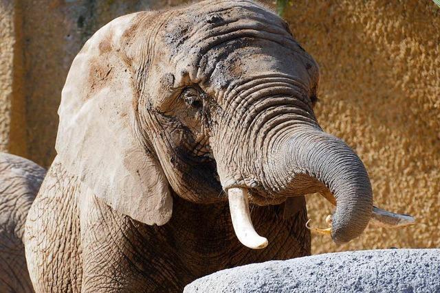 Zoo Basel verzeichnet mehr als eine Million Besucher