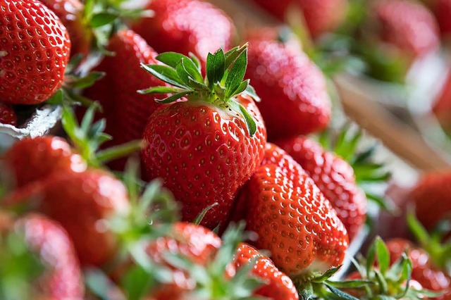 Dieses Jahr soll die Qualitt der Erdbeeren sehr gut sein.  | Foto: dpa