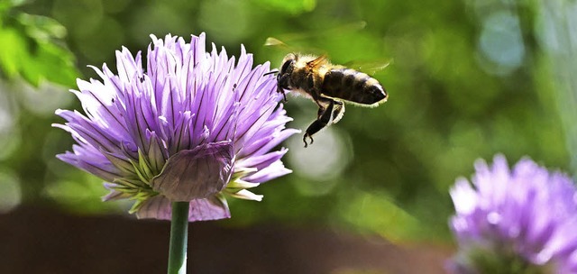 Eine Biene im Anflug auf eine Schnittl...te. Insekten lieben aber auch Exoten.   | Foto: Martina David-Wenk