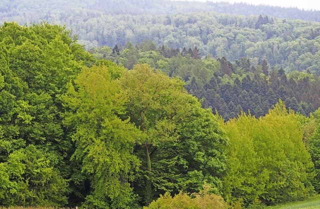 Besonders schtzenswerte Lebensrume: ... Dinkelberg und Rttler Wald gehren.   | Foto: Gabriele Poppen