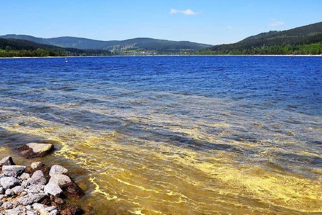 Gelbe Pollen berziehen momentan alles - wie lange dauert das noch?