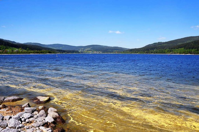 Auch der Schluchsee ist teils von gelben Schlieren berzogen.    | Foto: Kathrin Blum