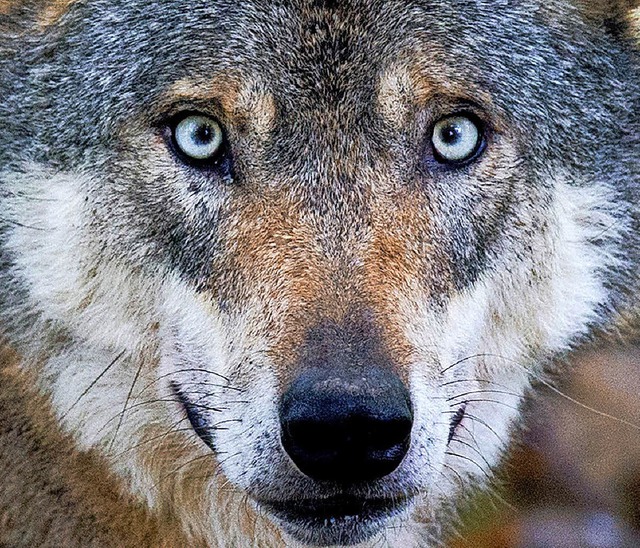 Der Wolf sorgte in letzter Zeit fr Aufruhr.   | Foto: dpa