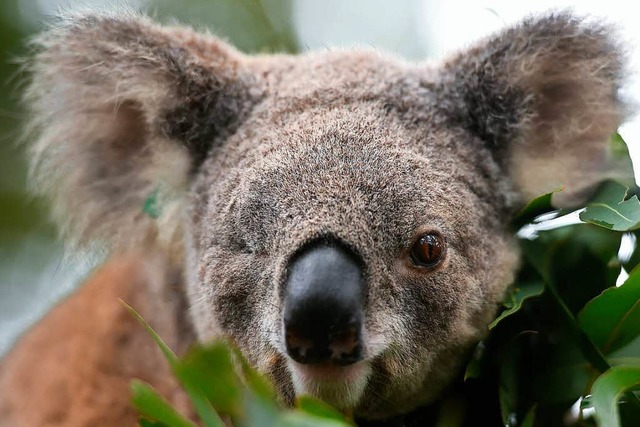 Nach einem Zusammenprall mit einem Auto verlor dieser Koala sein rechts Auge.  | Foto: AFP