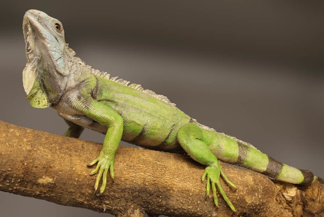 Sehen aus wie echt, sind es aber nicht...eguan (oben) und der Eisvogel (unten).  | Foto: Museum Natur und Mensch