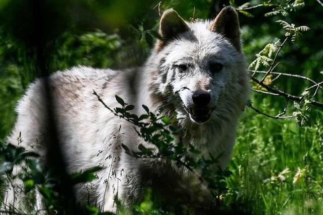 Der Wolf kommt zurück – und Schwarzwälder Landwirte schlagen Alarm
