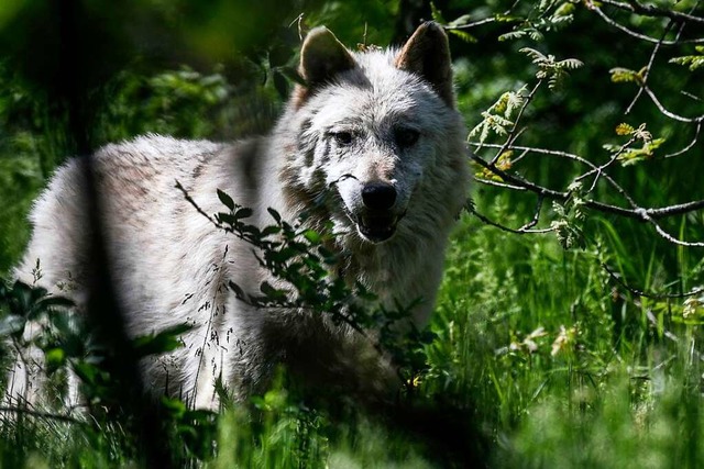 Er ist wieder da: Schwarzwlder Landwi... die Rckkehr des Wolfes (Symbolbild).  | Foto: AFP