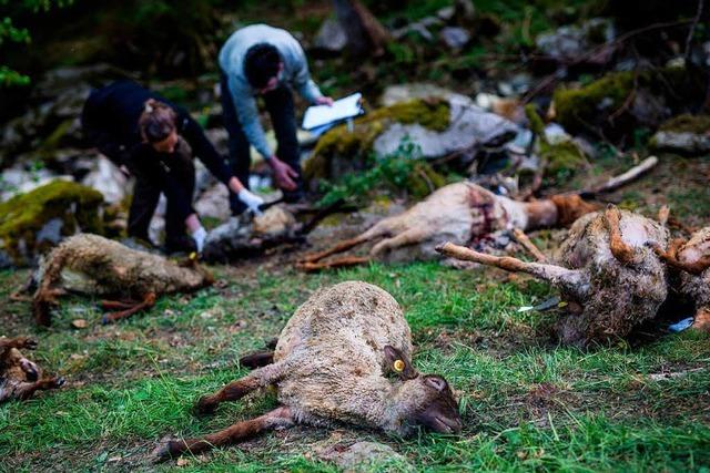 Ein Wolf fr Attacke auf Schafherde verantwortlich – Bad Wildbad wird zum Wolfsgebiet