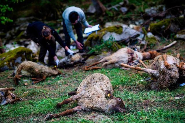 Fr die Attacke auf rund 40 Schafe in ... ist ein einziger Wolf verantwortlich.  | Foto: dpa