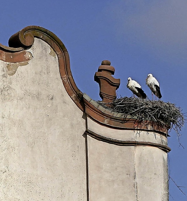 Gleich mehrere Storchenpaare niste auf der Riegeler Kirche.   | Foto: Wendel