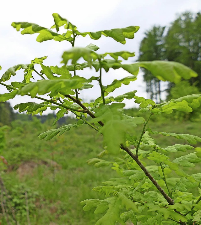 Wald im Wandel: Eichen  drngen jetzt ...elberg die Fichte in den Hintergrund.   | Foto: Andr Hnig