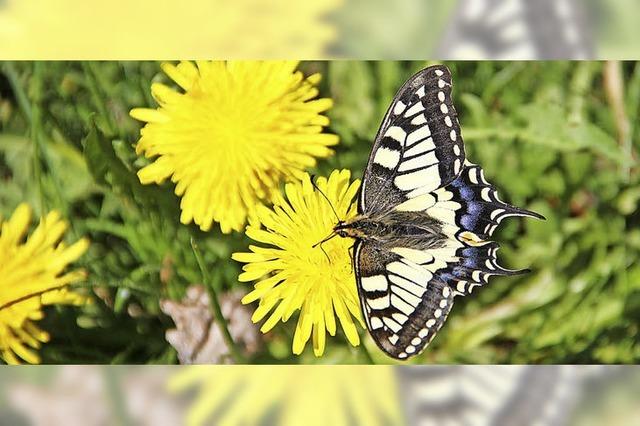 Farbenfrohe Fauna am Nonnenmattweiher