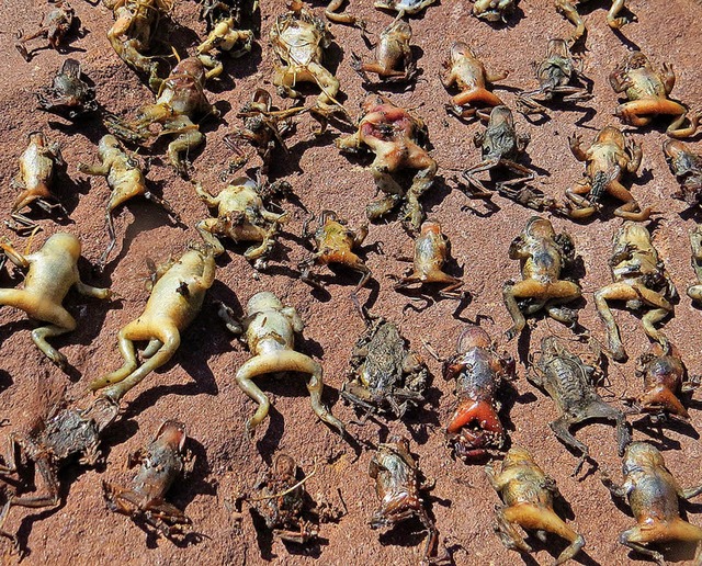Massensterben: von Forschern in den fr...hen Pyrenen gefundene tote Amphibien   | Foto: Dirk Schmeller (dpa)