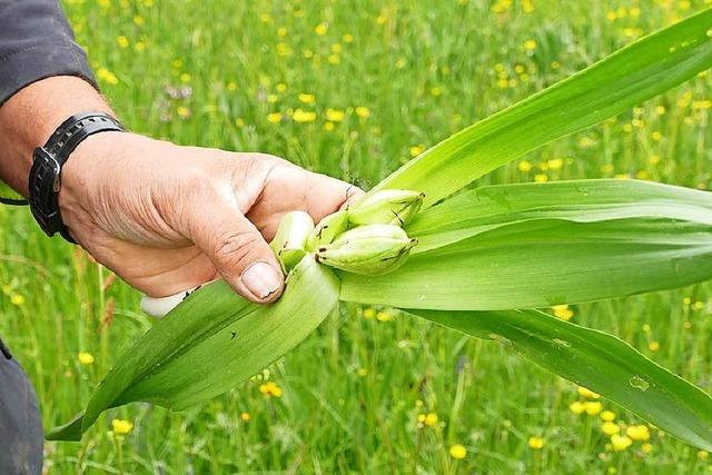 Schallstädter Landwirt entfernt Giftpflanzen mit dem Spargelstecher