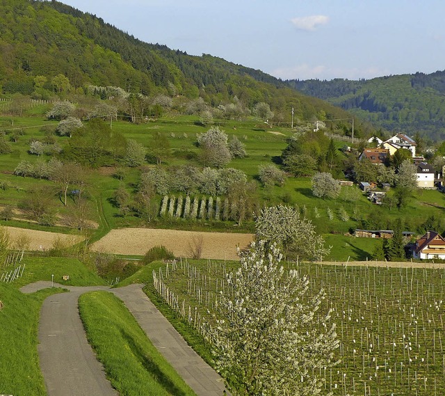 Am nordwestlichen Hang von Mnchweier,...uobstwiese einem Neubaugebiet weichen.  | Foto: Hajo Gorny