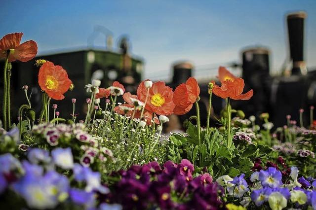 BZ-Leser schicken Fotos der Landesgartenschau