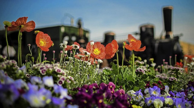 Dampflok mit Blumen  | Foto: Jrgen Singler (Lahr)