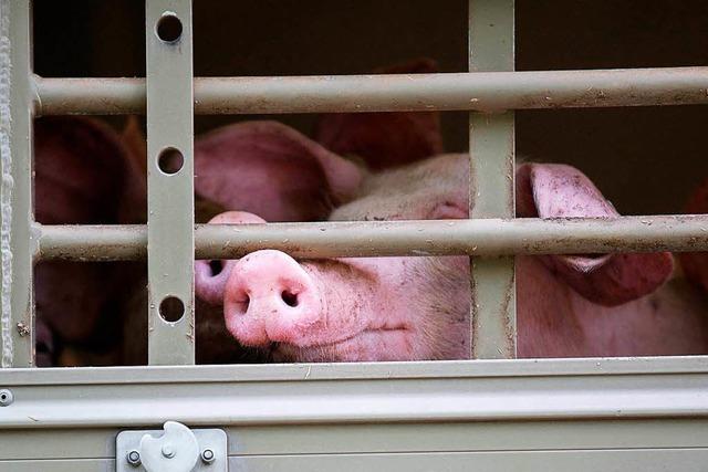 Sportliches Schwein will nicht zum Metzger