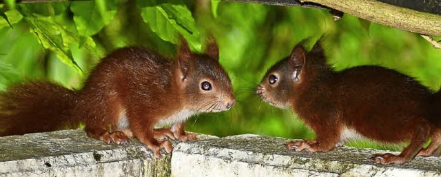 Ganz gebannt schauen sich diese zwei kleinen Eichhrnchen an.  | Foto: Peter Tritschler