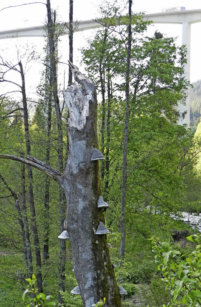 Der tote Baum in der Gutachaue ist noc..., im Hintergrund die Gutachtalbrcke.   | Foto: Peter Stellmach