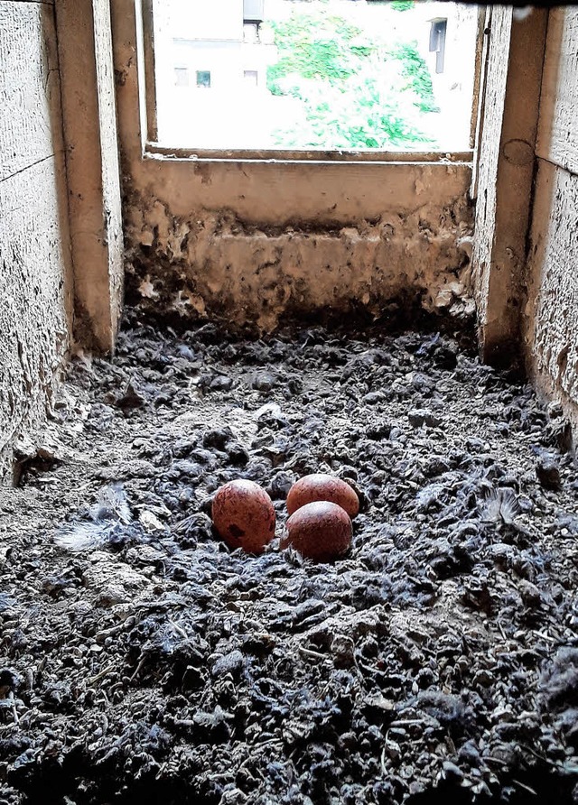 Eier im Turm der ev. Kirche Schnau  | Foto: Maier