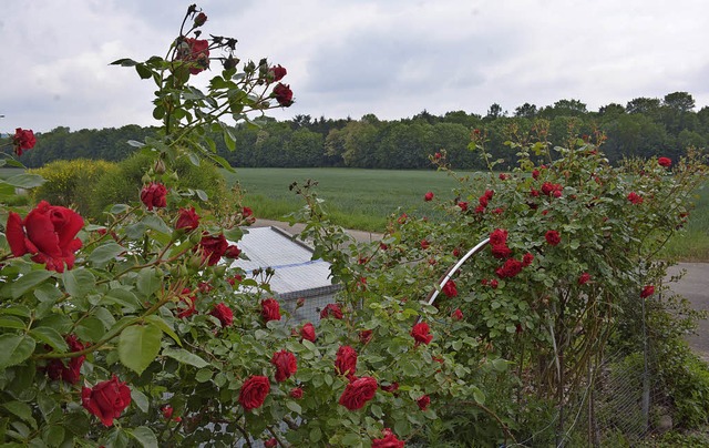 Wo heute noch Rosen und im Hintergrund...ches Wohn- und Mischgebiet entstehen.   | Foto: Lauber