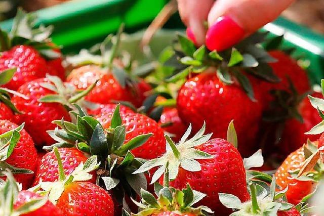 Was der niedrige Erdbeerpreis fr die Landwirte bedeutet