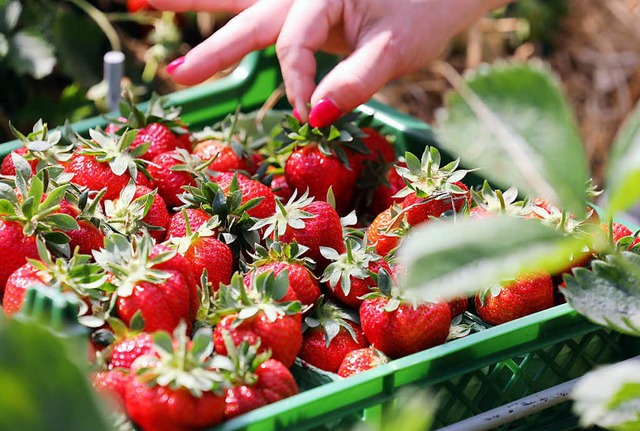 Erdbeeren.  | Foto: dpa