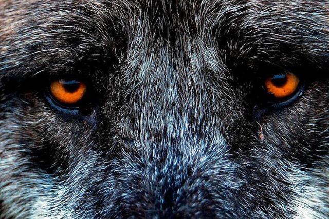 Stein des Anstoes: der Wolf  | Foto: dpa