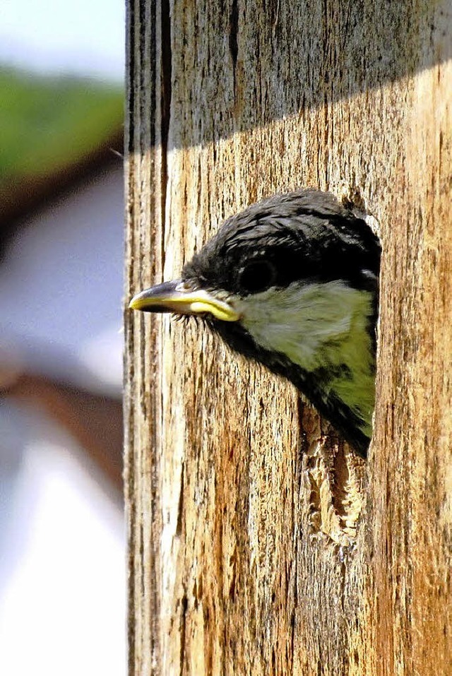 ETWAS SKEPTISCH dreinzublicken scheint...ordweil zu ihrem Jungfernflug verlie.  | Foto: Reiner Merz