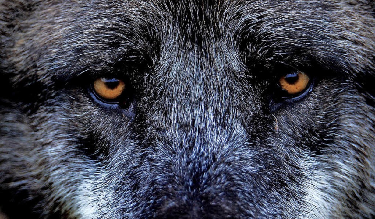 Der Wolf sorgt für Debatten.  | Foto:  dpa