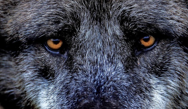 Der Wolf sorgt fr Debatten.  | Foto:  dpa