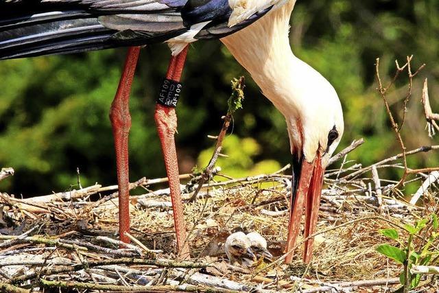 Steinens Strche zieht's nach Spanien