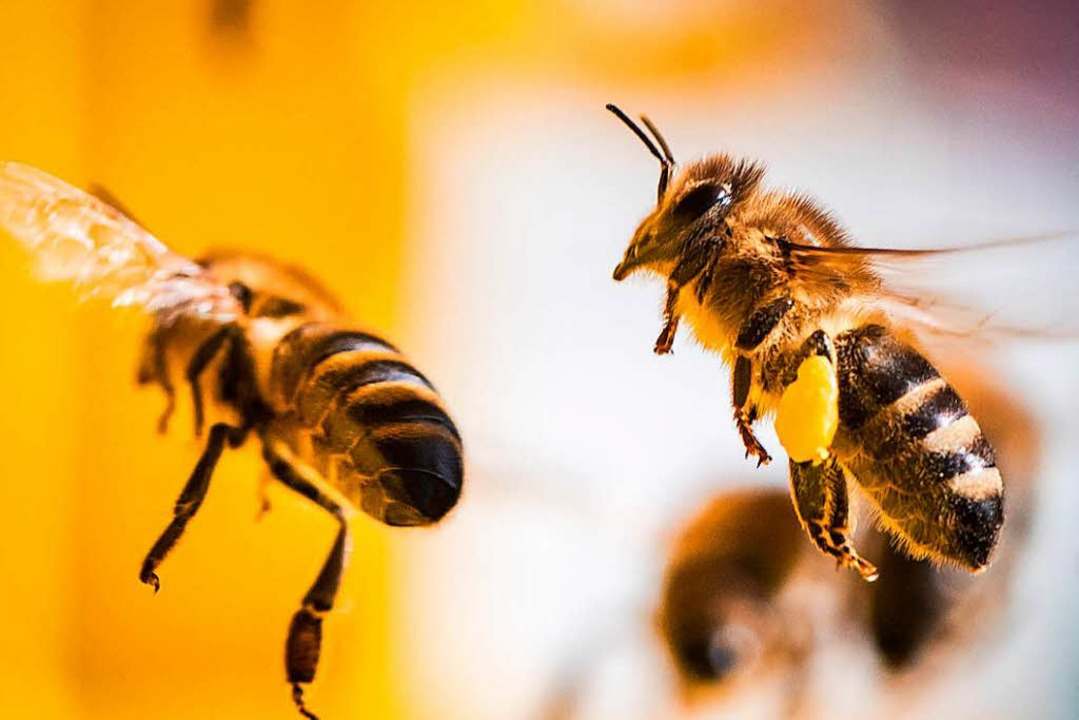 Wunderschön und unersetzlich für die Landwirtschaft: die Honigbiene.  | Foto: dpa
