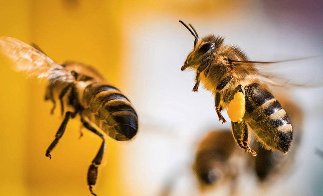 Wunderschn und unersetzlich fr die Landwirtschaft: die Honigbiene.    | Foto: dpa