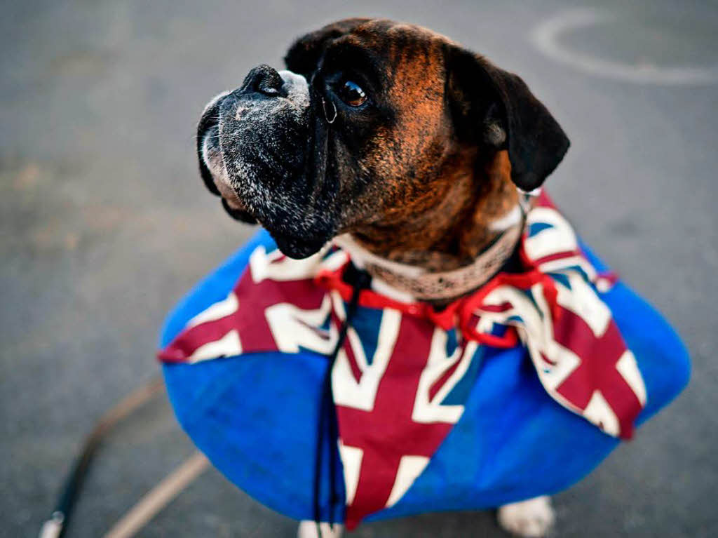 So haben sich die Menschen (und Tiere) fr die Hochzeit von Meghan und Prinz Harry herausgeputzt.