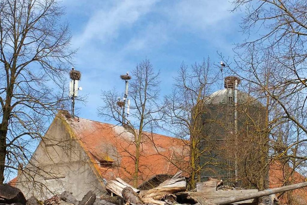 Auf dem Mundenhof-Verwaltungsgebude g...n, mehrere davon auf Handysendemasten.  | Foto: Margrit Heyn