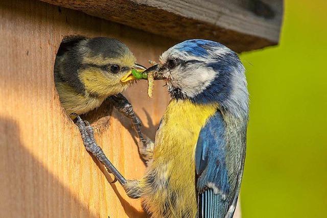 Ornithologe: Vgel finden wegen des Wetters zu wenig Nahrung fr die Jungen