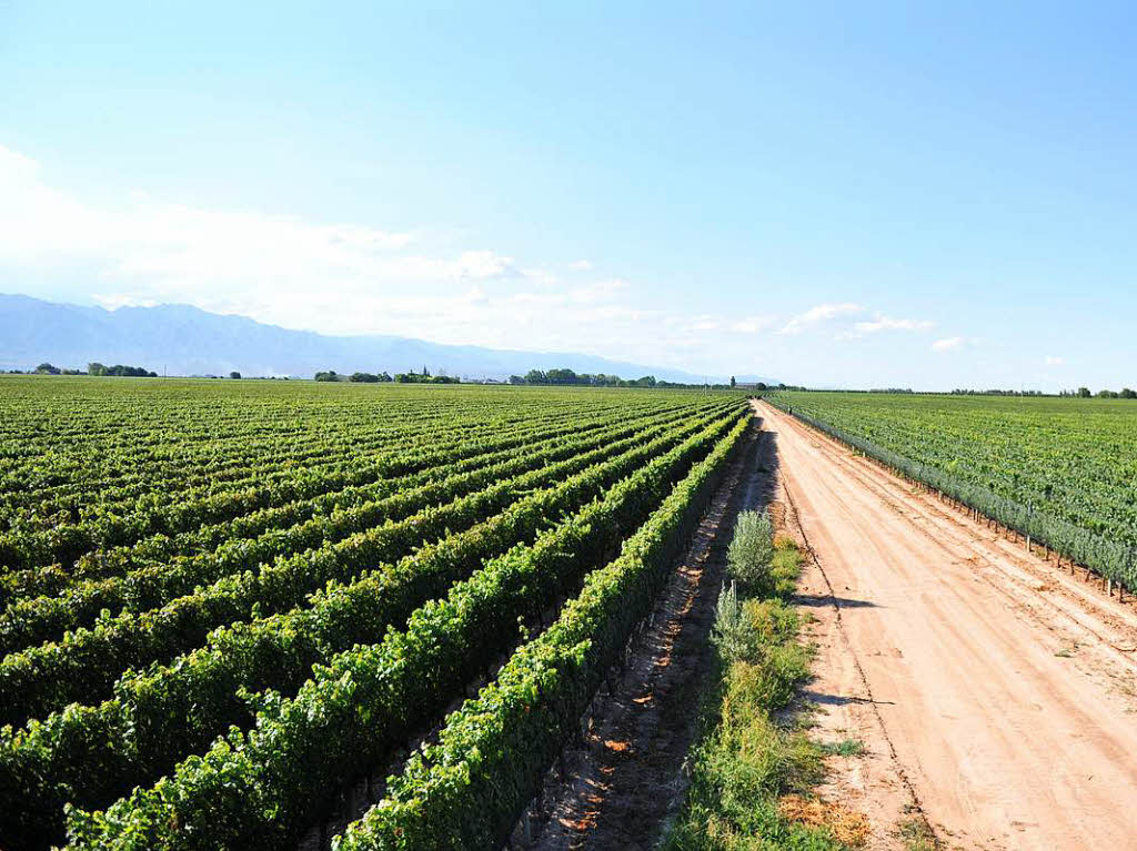 Weinregion Mendoza, Weingut Vinas Don Martin