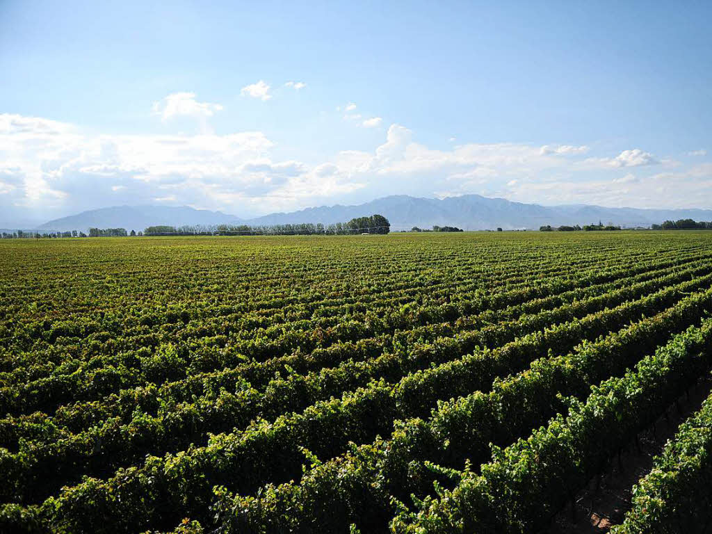 Weinregion Mendoza, Weingut Vinas Don Martin