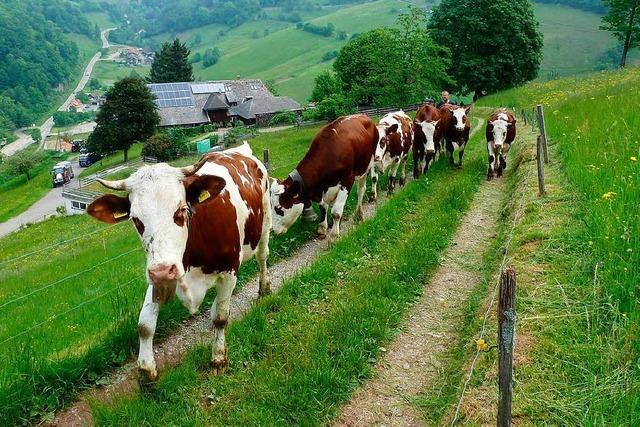 Ist die Zukunft der Weiden im Mnstertal in Gefahr?