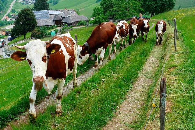 Der Weg zur Weide geht fr die Rinder ...d und die Offenhaltung der Landschaft.  | Foto: Eberhard Gross